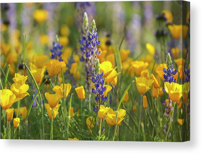 Bluebonnets Canvas Print featuring the photograph Yellow and Blue by Lisa Spencer