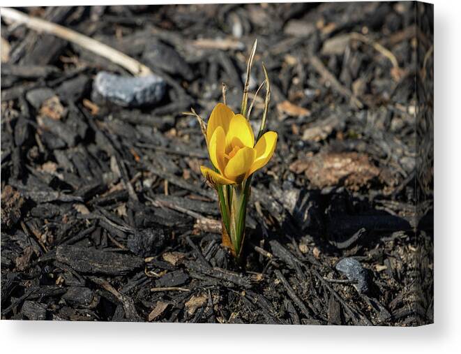 Bloom Canvas Print featuring the photograph Yellow Crocus in Winter by Jeff Severson