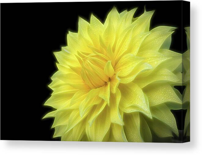 Dahlia Photography Canvas Print featuring the photograph Yellow Dandy by Judi Kubes