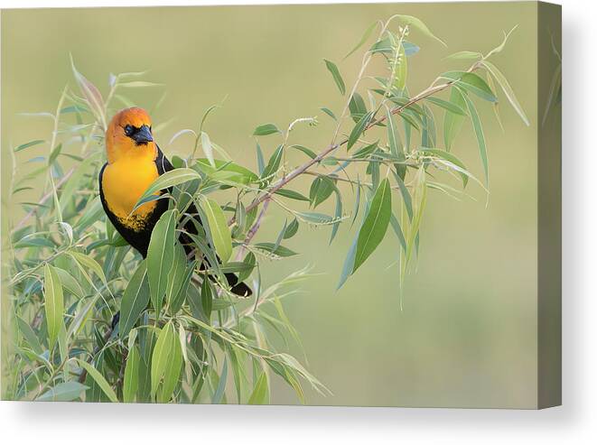 Yellow Canvas Print featuring the photograph Yellow-headed Blackbird by Patti Deters