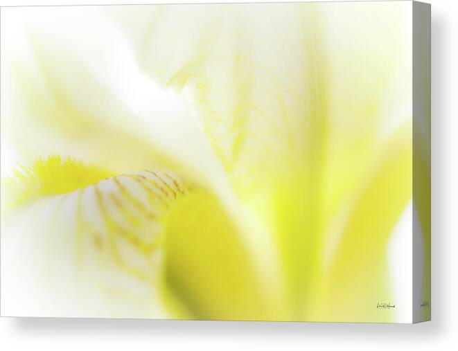 Beautiful Canvas Print featuring the photograph Yellow Iris 5 by Leland D Howard