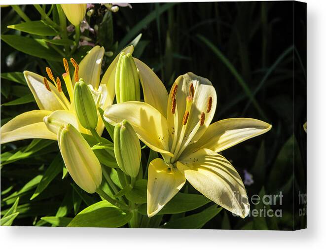 Flowers Canvas Print featuring the photograph Yellow Lilies by Kathy McClure