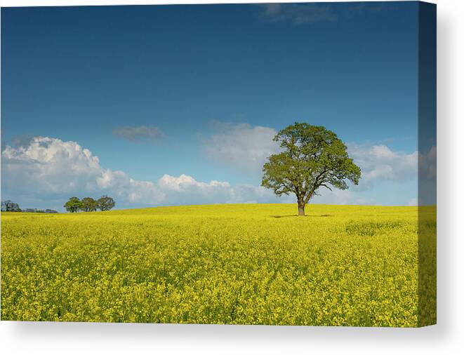Landscape Canvas Print featuring the pyrography Yellow ocean 4 by Remigiusz MARCZAK