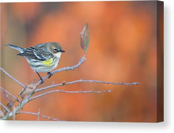 Yellow Rumped Warbler Canvas Print featuring the photograph Yellow Rumped Warbler at Patsy Pond by Bob Decker