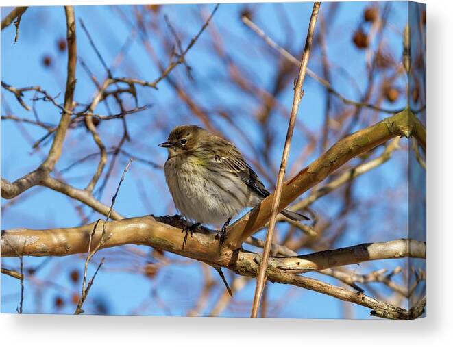 North Canvas Print featuring the photograph Yellow-rumped Warbler Perched by Liza Eckardt
