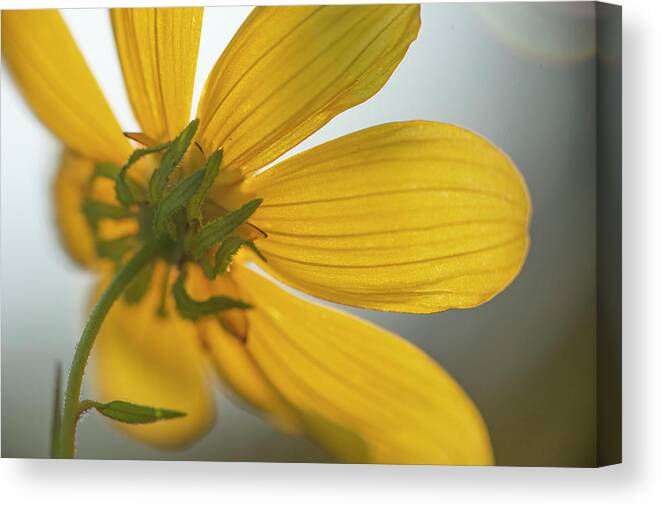 Daisy Canvas Print featuring the photograph Yellow Summer Daisy Macro by Karen Rispin
