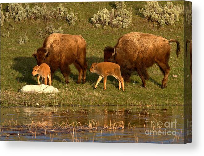 Yellowstone Canvas Print featuring the photograph Yellowstone Bison Red Dog Season by Adam Jewell