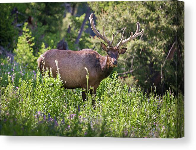 Tim Stanley Canvas Print featuring the photograph Yellowstone Bull Elk by Tim Stanley