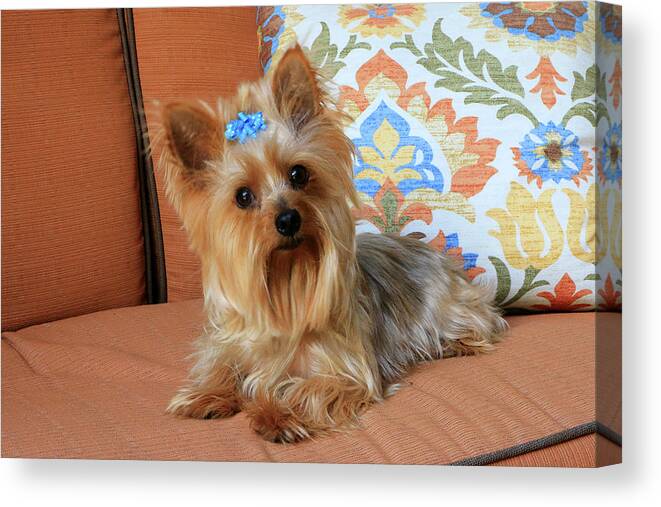Arizona Canvas Print featuring the photograph Yorkie on orange chaise by Dawn Richards