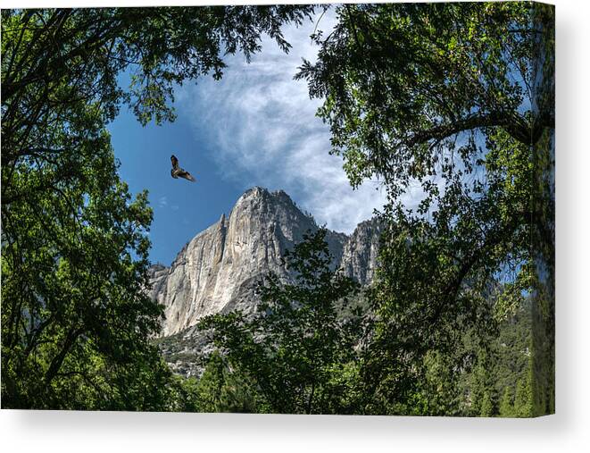 Landscape Canvas Print featuring the photograph Yosemite Osprey by Romeo Victor