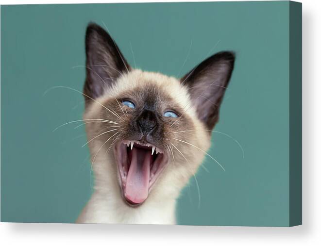 Kitten Canvas Print featuring the photograph You said WHAT? - Siamese kitten by Roeselien Raimond