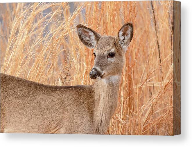 Animal Canvas Print featuring the photograph Young Deer in Tall Grass Closeup by Joni Eskridge