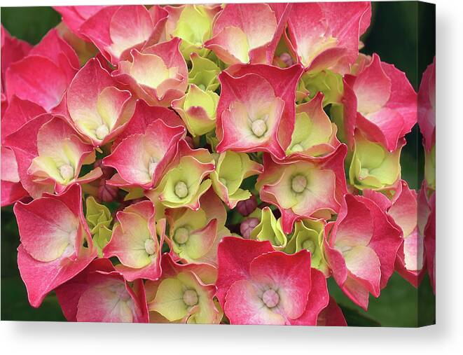 Hydrangea Canvas Print featuring the photograph Young French Hydrangea by Maria Meester