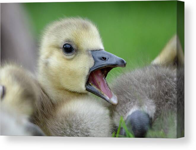 Gosling Canvas Print featuring the photograph Young Gosling 1 by Gareth Parkes
