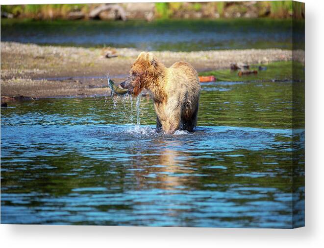 Alaska Canvas Print featuring the photograph Young Grizzly Bear Got the Fish by Alex Mironyuk