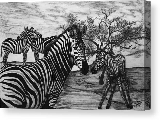 Zebra Outback Canvas Print featuring the drawing Zebra Outback by Peter Piatt