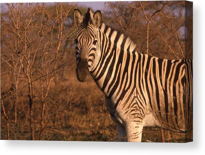 Africa Canvas Print featuring the photograph Zebra Portrait at Sunset by Russ Considine