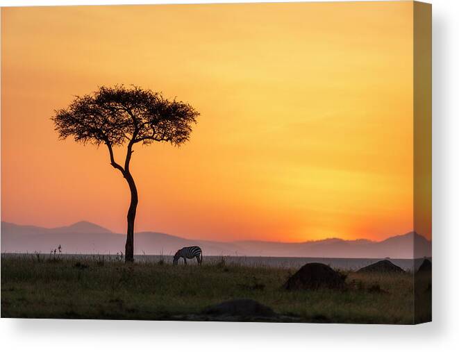 Africa Canvas Print featuring the photograph Zebra under an Acacia tree at dawn by Murray Rudd