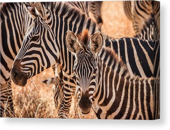 3scape Canvas Print featuring the photograph Zebras by Adam Romanowicz