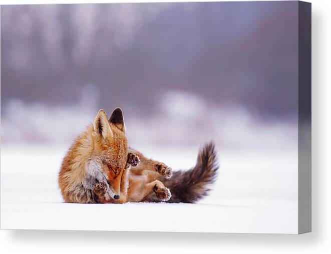 Red Fox Canvas Print featuring the photograph Zen Fox Series - Comfortably Fox by Roeselien Raimond