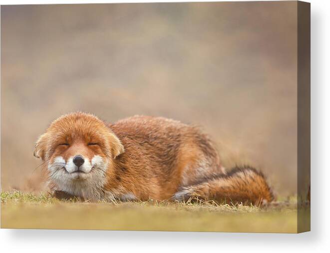 Fox Canvas Print featuring the photograph Zen Fox Series - Smiling Fox is Smiling by Roeselien Raimond