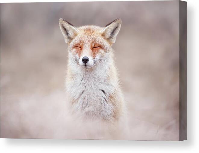 Nature Canvas Print featuring the photograph Zen Fox Series - What Does the Fox Think? by Roeselien Raimond