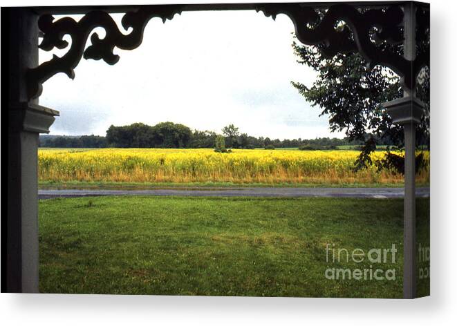 Erik Canvas Print featuring the photograph Goldenrod #1 by Erik Falkensteen