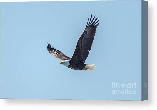 Bird Canvas Print featuring the photograph Soaring High #1 by Cheryl Baxter