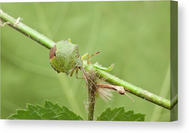 Animal Canvas Print featuring the photograph Green Shield Bug #2 by Natural History Museum, London