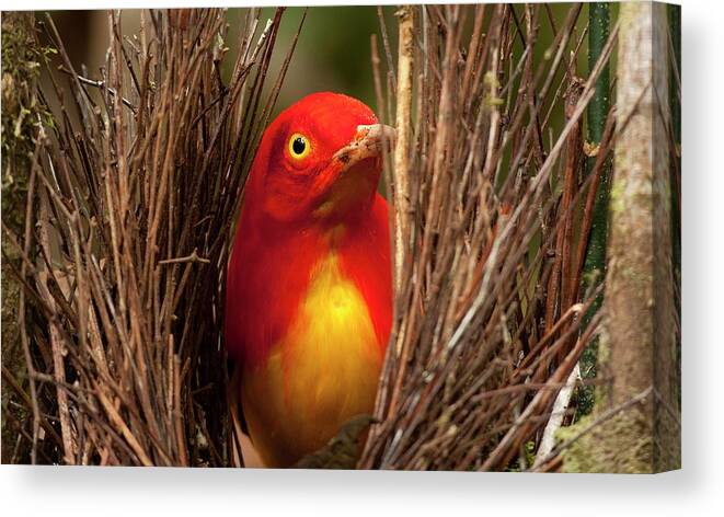 Aesthetics Canvas Print featuring the photograph Flame Bowerbird In Bower Animal Art #3 by Paul D Stewart