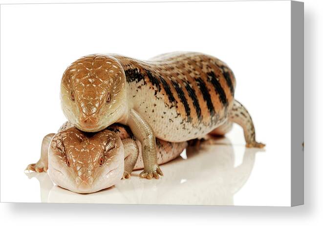 Animal Canvas Print featuring the photograph Australian Reptiles On White #41 by Shannon Benson