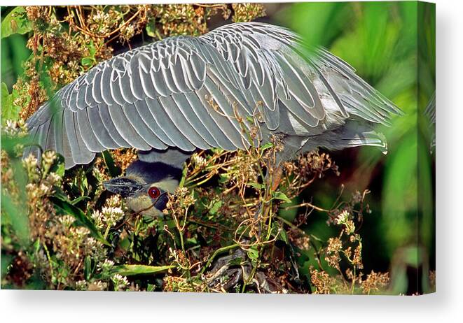 Nature Canvas Print featuring the photograph Yellow Crowned Night Heron #7 by Millard H. Sharp