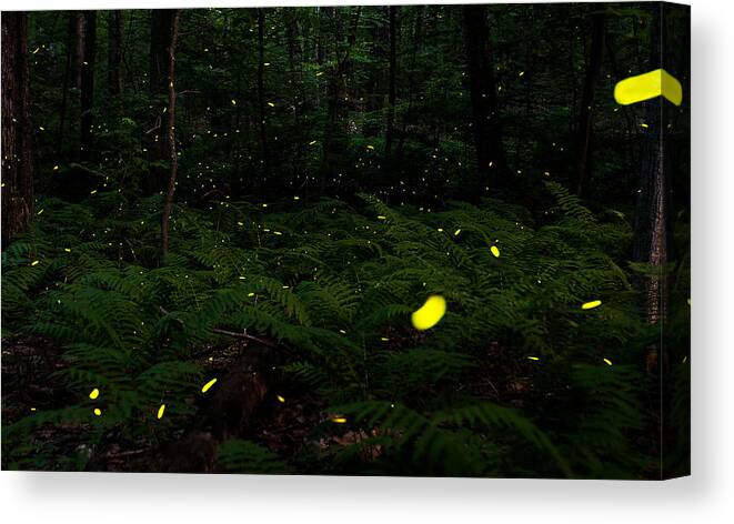 Firefly Canvas Print featuring the photograph A Silent Symphony by Joshua Blash
