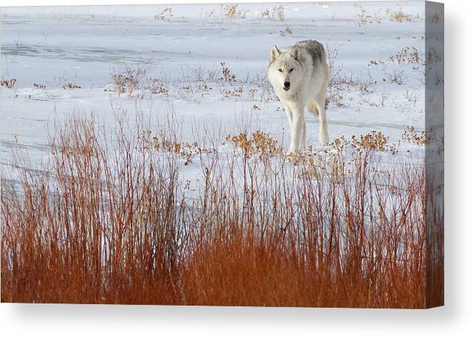 Wolf Canvas Print featuring the photograph Alpha Female and Willows by Max Waugh