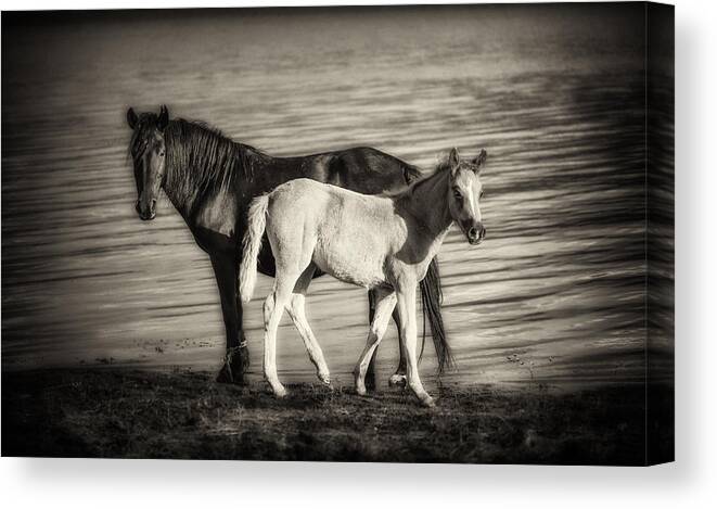  Canvas Print featuring the photograph Baby Mine by Dobromir Dobrinov