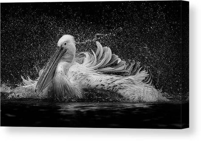 Pelican Canvas Print featuring the photograph Bath by C.s. Tjandra