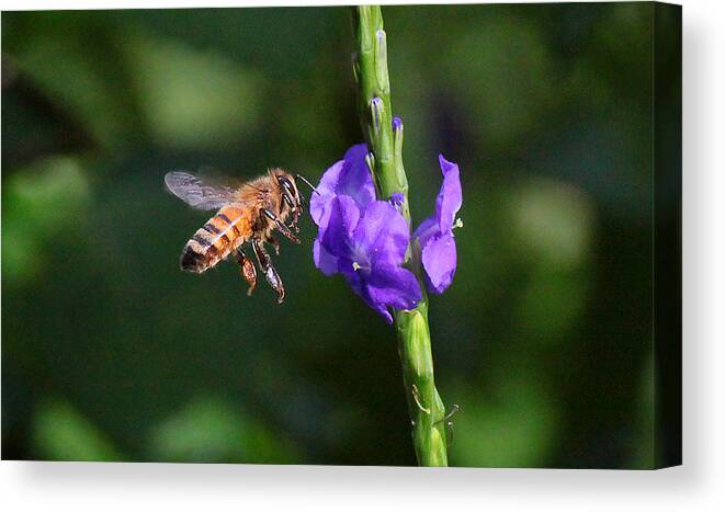  Canvas Print featuring the photograph Bee by Dart Humeston