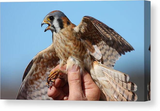 Bird Canvas Print featuring the photograph Behold the American Kestrel by Nathan Rupert