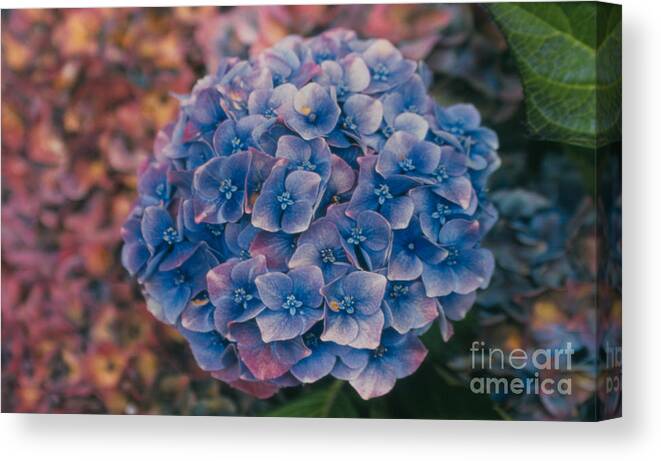 Hydrangea Canvas Print featuring the photograph Blue Hydrangea by Heather Kirk