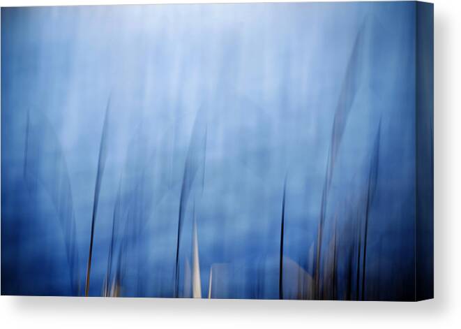 Blue Canvas Print featuring the photograph Blue Reed by Marilyn Hunt