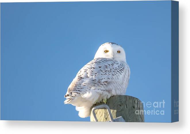 Field Canvas Print featuring the photograph Blue Sky Snowy by Cheryl Baxter