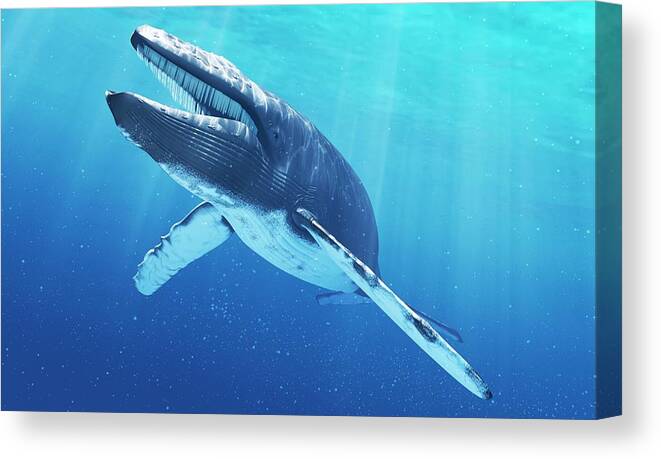 Blue Whale Canvas Print featuring the digital art Blue Whale, Artwork by Sciepro