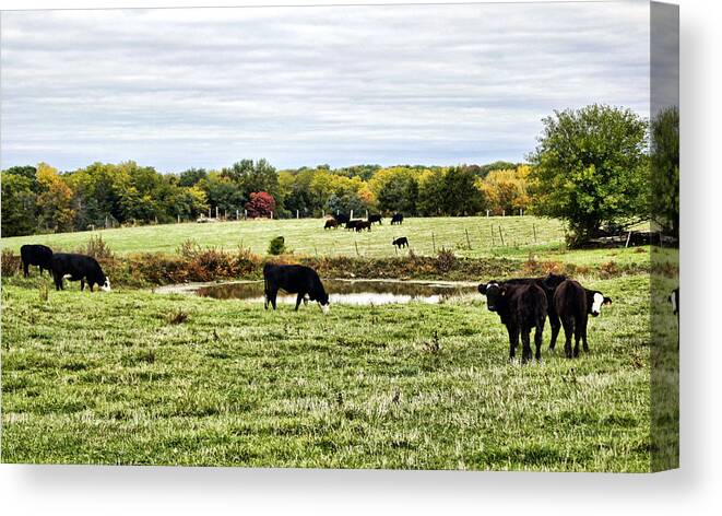 Cow Canvas Print featuring the photograph Breakfast Interrupted by Cricket Hackmann