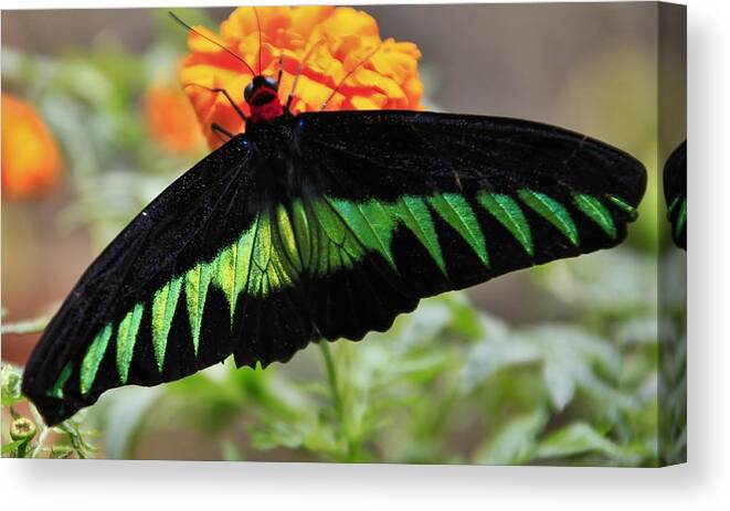 Butterfly - Jose Carlos Fernandes De Andrade Canvas Print featuring the photograph Butterfly by Jose Carlos Fernandes De Andrade