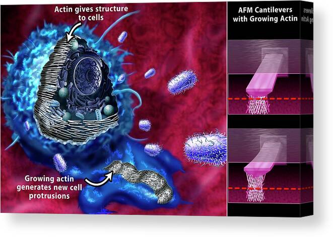 Actin Canvas Print featuring the photograph Cell Cytoskeleton Research by Nicolle Rager-fuller, National Science Foundation/science Photo Library