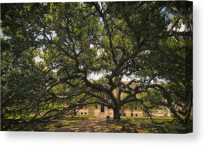 Century Tree Canvas Print featuring the photograph Century Tree by Joan Carroll