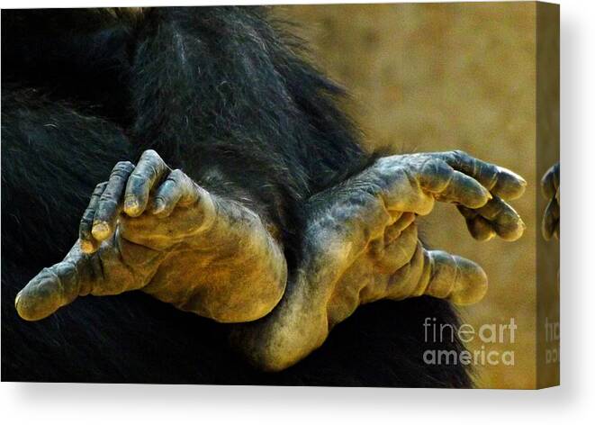 Chimpanzee Canvas Print featuring the photograph Chimpanzee Feet by Clare Bevan