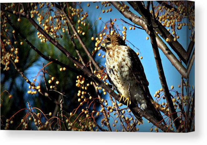 Birds Canvas Print featuring the photograph China Berry Hawk by Reid Callaway