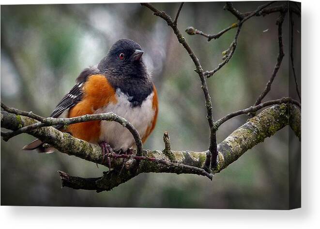 Bird Canvas Print featuring the photograph Did I Say That by Julia Hassett