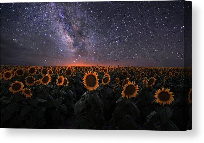 Sunflower Canvas Print featuring the photograph Dreamscape by Mei Xu